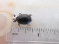 Vintage Jelly Belly Bug Petite Pin Brooch Blue Glass Rhinestone Insect Ladybug Jewelry Gift Mid Century, VivianJoel.com