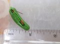 Vintage HEINZ Pickle Promo Pin Advertisement Green Plastic Petite Lapel Brooch Jewelry Gift, VivianJoel.com