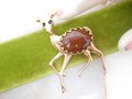 Vintage Reindeer Deer Jelly Belly Pin Brooch Art Glass Stone Figural Christmas Winter Jewelry Gift Mid Century, VivianJoel.com
