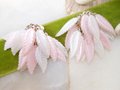 Vintage Pink Plastic Waterfall Earrings Clip On Dangle Drop Cha Cha White Leaf Cluster Mid Century Jewelry Gift, VivianJoel.com