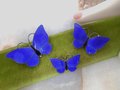 Vintage VOLMER BAHNER Denmark STERLING Silver Butterfly Pin Set Brooch Trio Enamel Blue Guilloche Designer Mid Century, VivianJoel.com