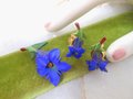 Vintage Gentian Brooch Earrings Set Carved Flower Artisan Cobalt Blue Pin Trumpet Lily Handcraft Jewelry Gift Mid Century, VivianJoel.com