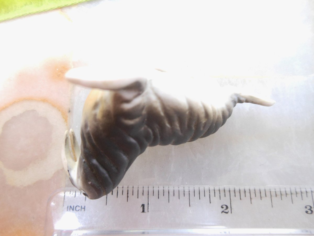 Vintage Walrus Miniature Family Set Trio LOT 3 Japan Bisque Porcelain Animal Figurine Ocean Mid Century, VivianJoel.com